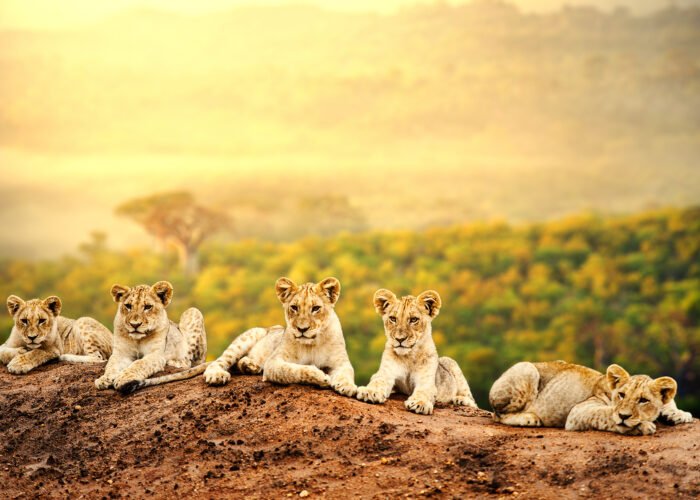 wildlife Safari | Uganda