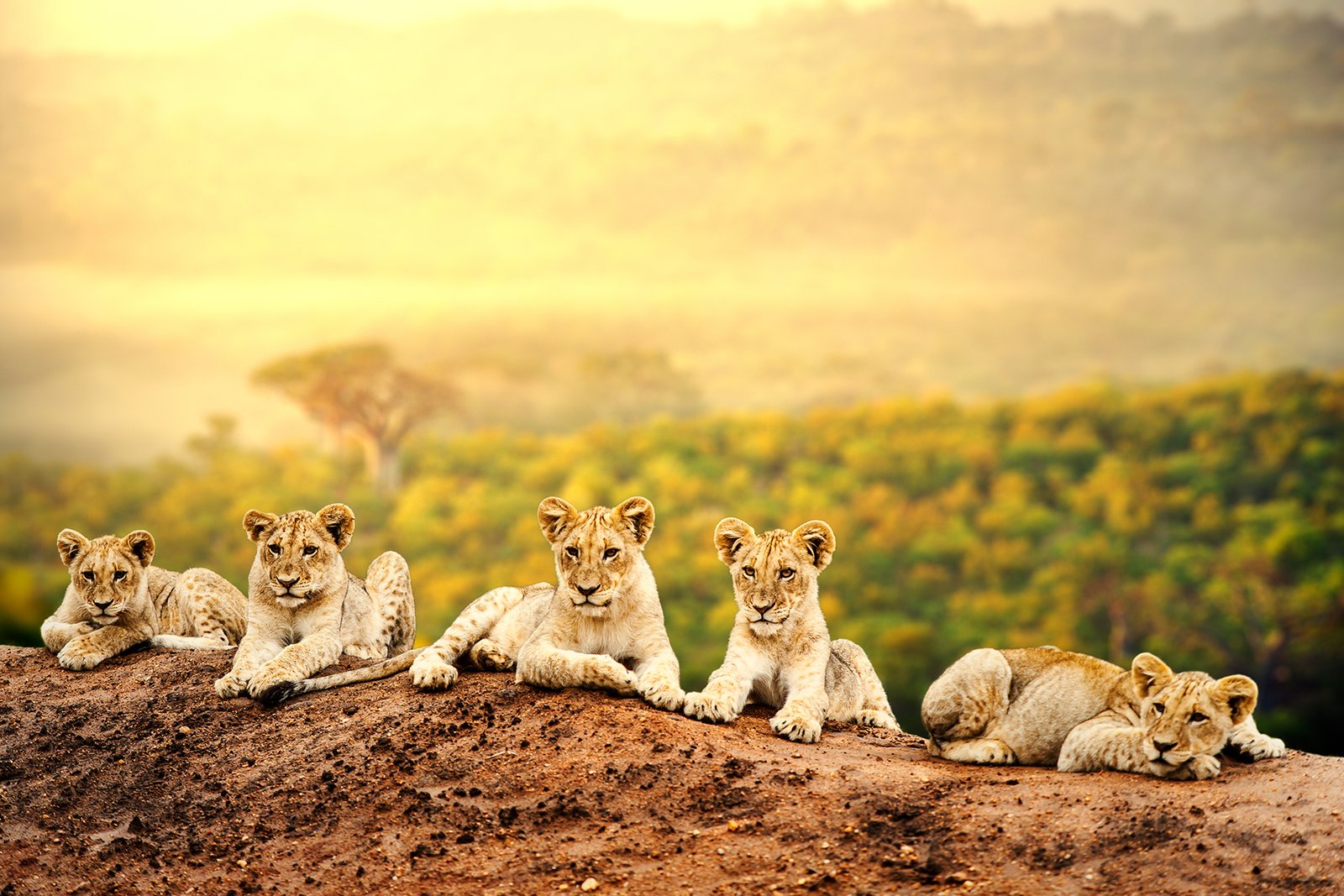 wildlife Safari | Uganda