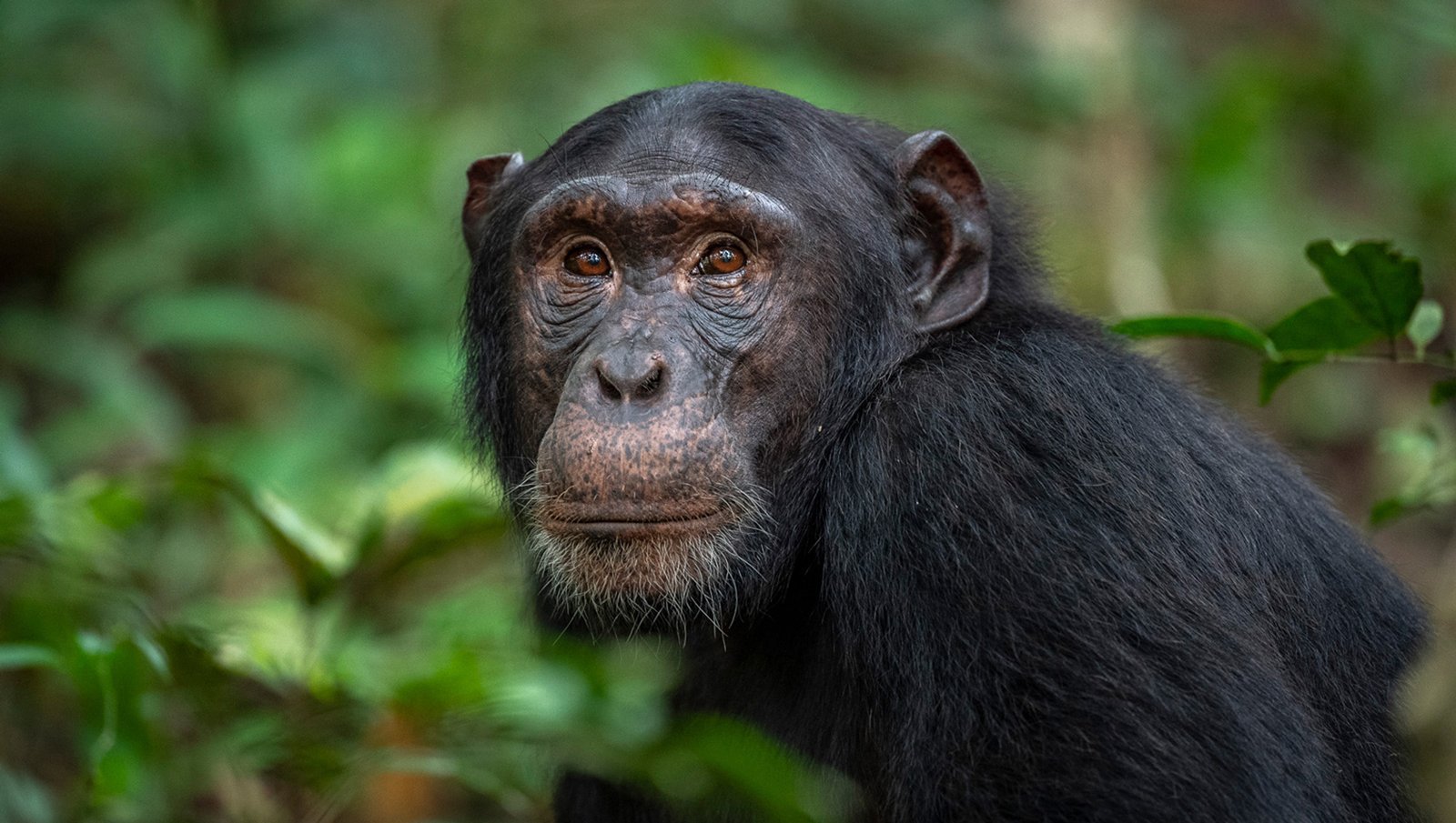 Chimpanzee in Kibale National park