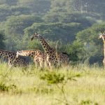Murchison Falls National Park | Giraffes | Best time to visit