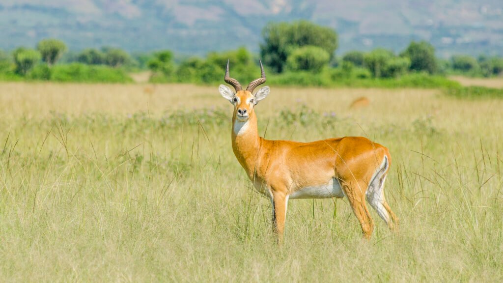 Uganda Kobs are always seen on 6 Day gorilla and wildlife safari