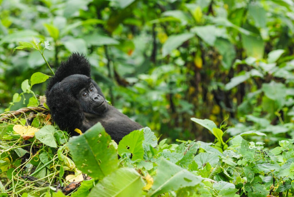 Gorilla seen on the 6 Day gorilla and wildlife safari