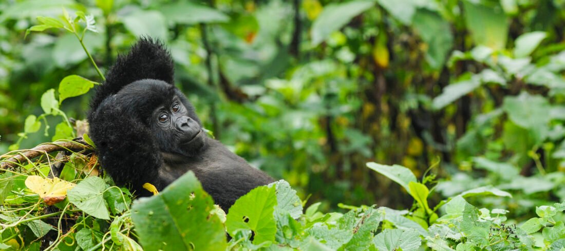Gorilla seen on the 6 Day gorilla and wildlife safari | Gorilla trekking in Uganda
