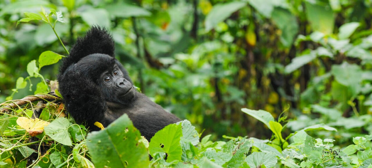 Gorilla seen on the 6 Day gorilla and wildlife safari | Gorilla trekking in Uganda