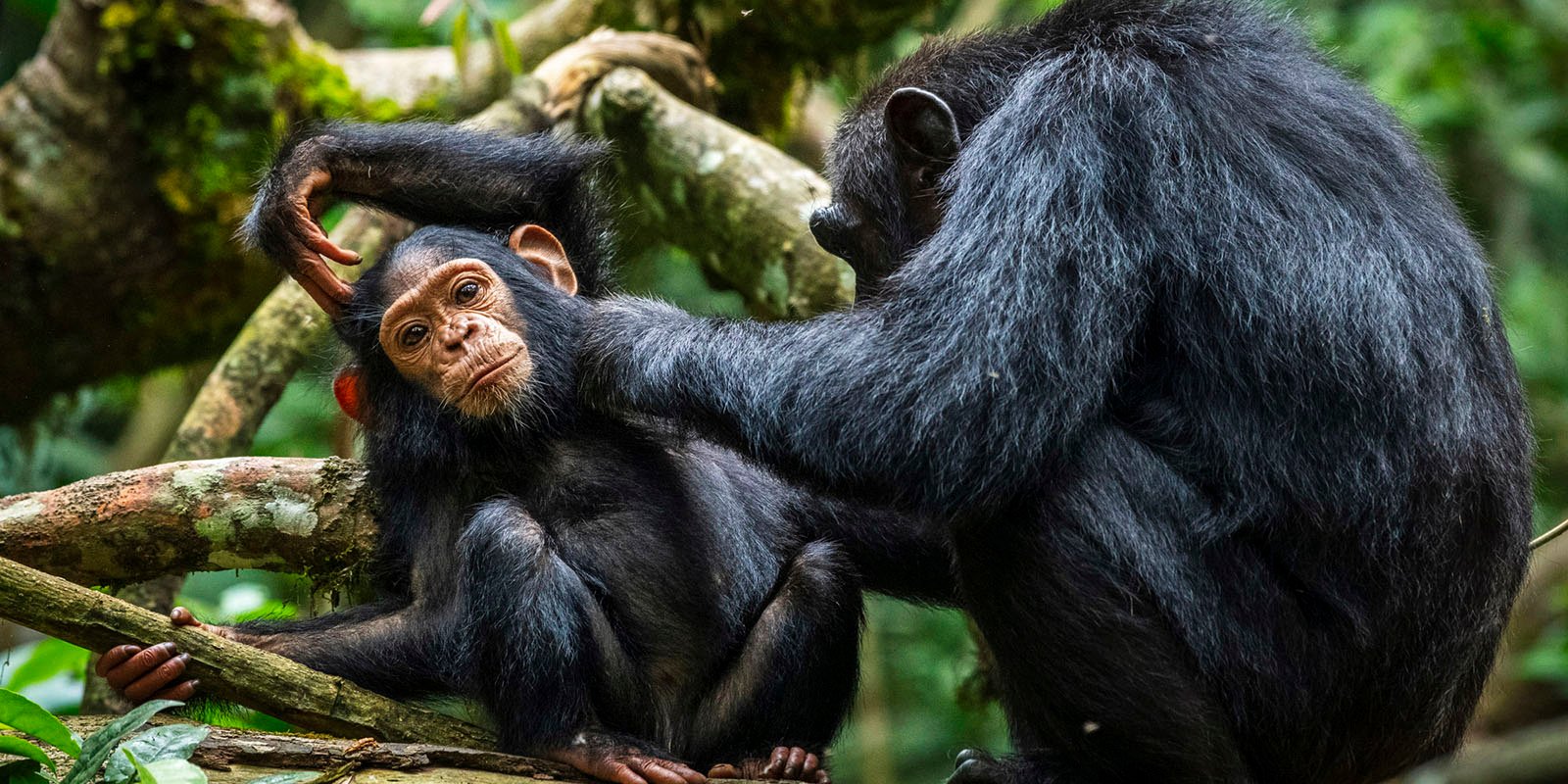 Chimpanzee seen on 6 Day gorilla and wildlife safari