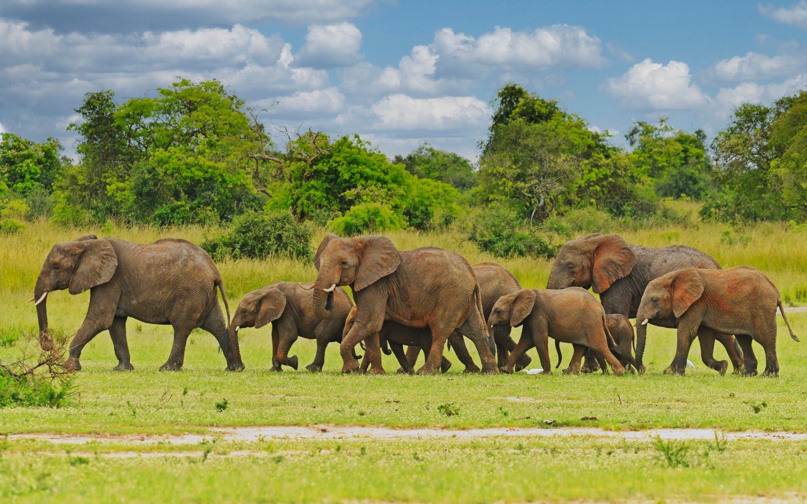 Elephants seen on a 12 Uganda Wildlife Safari