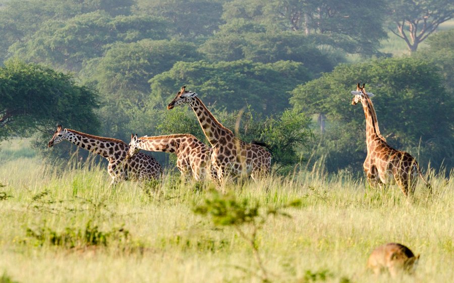 Giraffes at the Delta in Murchison falls National Park