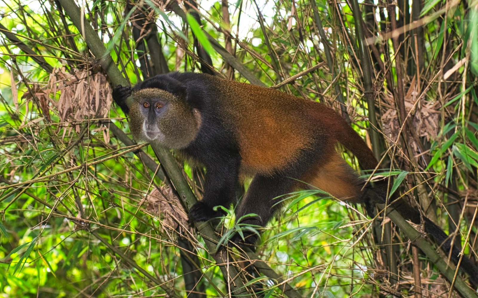 Golden Monkey in Mgahinga Gorilla National Park | 12 Uganda Wildlife Safari