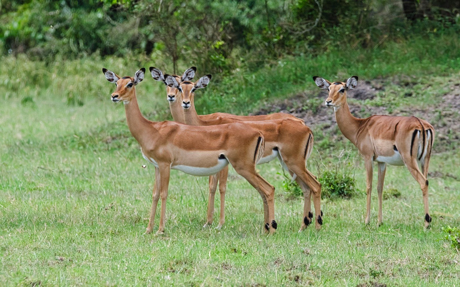 Impala in Lake Mburo National Park | 12 Uganda Wildlife Safari