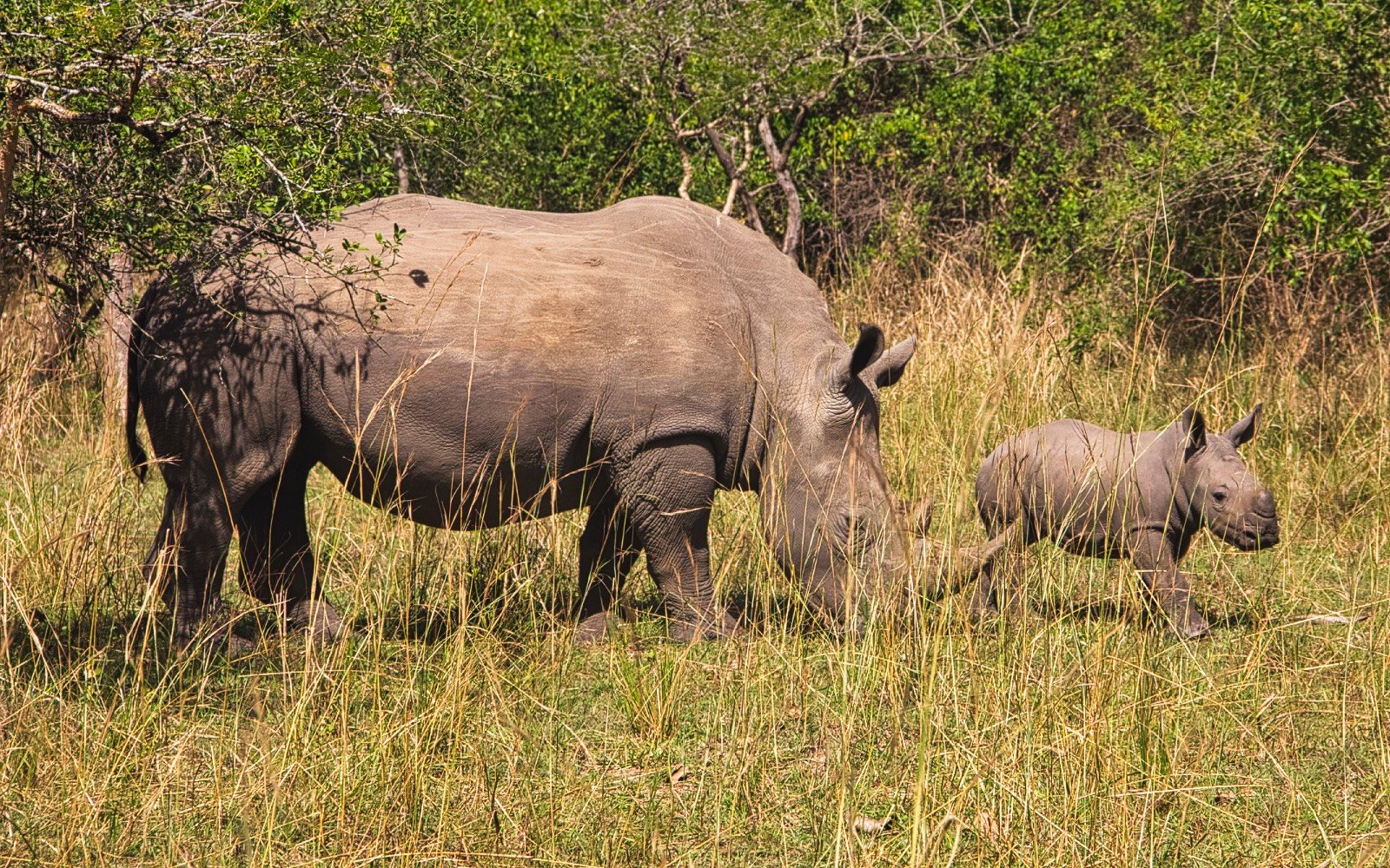 Rhinos Seen at Ziwa on a 12 Day Uganda Safari