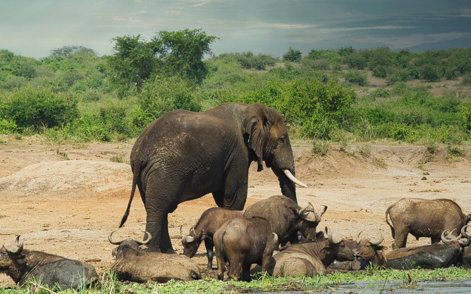 Elephant on the Kazinga Channel | 12 Uganda Wildlife Safari