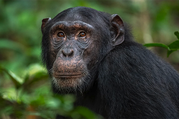 Chimpanzee in Kibale National park | Ugandan Wildife | Chimpanzee trekking